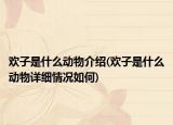 歡子是什么動物介紹(歡子是什么動物詳細(xì)情況如何)