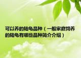 可以養(yǎng)的陸龜品種（一般家庭飼養(yǎng)的陸龜有哪些品種簡(jiǎn)介介紹）