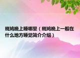 斑鳩晚上睡哪里（斑鳩晚上一般在什么地方睡覺簡介介紹）