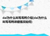 dai為什么叫毛毛鴨介紹(dai為什么叫毛毛鴨詳細(xì)情況如何)