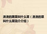 滑滑的蔬菜叫什么菜（滑滑的菜叫什么菜簡介介紹）