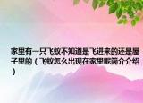 家里有一只飛蟻不知道是飛進來的還是屋子里的（飛蟻怎么出現在家里呢簡介介紹）