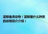 藍(lán)鯨魚(yú)類動(dòng)物（藍(lán)鯨是什么種類的動(dòng)物簡(jiǎn)介介紹）