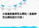 小金魚的魚卵怎么孵化（金魚卵怎么孵化簡(jiǎn)介介紹）