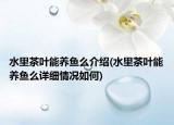 水里茶葉能養(yǎng)魚么介紹(水里茶葉能養(yǎng)魚么詳細情況如何)