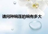 請問種碗蓮的碗有多大