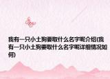 我有一只小土狗要取什么名字呢介紹(我有一只小土狗要取什么名字呢詳細(xì)情況如何)