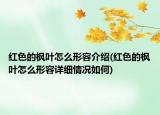 紅色的楓葉怎么形容介紹(紅色的楓葉怎么形容詳細(xì)情況如何)