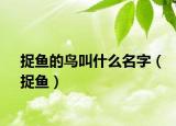 捉魚的鳥叫什么名字（捉魚）