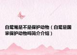 白鷺鷥是不是保護(hù)動(dòng)物（白鷺是國家保護(hù)動(dòng)物嗎簡介介紹）