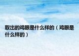 取出的雞眼是什么樣的（雞眼是什么樣的）