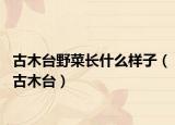 古木臺(tái)野菜長(zhǎng)什么樣子（古木臺(tái)）