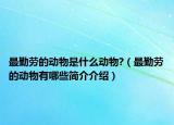 最勤勞的動物是什么動物?（最勤勞的動物有哪些簡介介紹）