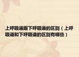 上呼吸道跟下呼吸道的區(qū)別（上呼吸道和下呼吸道的區(qū)別有哪些）