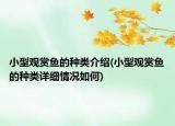小型觀賞魚的種類介紹(小型觀賞魚的種類詳細情況如何)