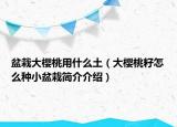 盆栽大櫻桃用什么土（大櫻桃籽怎么種小盆栽簡介介紹）