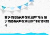 塞爾號的迅黃蜂在哪里抓?介紹 塞爾號的迅黃蜂在哪里抓?詳細情況如何
