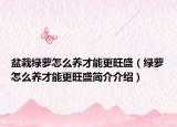 盆栽綠蘿怎么養(yǎng)才能更旺盛（綠蘿怎么養(yǎng)才能更旺盛簡介介紹）