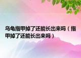烏龜指甲掉了還能長(zhǎng)出來嗎（指甲掉了還能長(zhǎng)出來嗎）