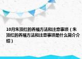 10月朱頂紅的養(yǎng)殖方法和注意事項(xiàng)（朱頂紅的養(yǎng)殖方法和注意事項(xiàng)是什么簡介介紹）