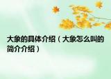 大象的具體介紹（大象怎么叫的簡(jiǎn)介介紹）