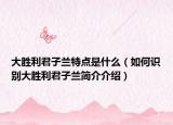 大勝利君子蘭特點(diǎn)是什么（如何識別大勝利君子蘭簡介介紹）