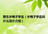 野生水鴨子學(xué)名（水鴨子學(xué)名叫什么簡(jiǎn)介介紹）