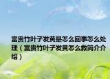 富貴竹葉子發(fā)黃是怎么回事怎么處理（富貴竹葉子發(fā)黃怎么救簡(jiǎn)介介紹）