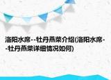 洛陽水席--牡丹燕菜介紹(洛陽水席--牡丹燕菜詳細(xì)情況如何)