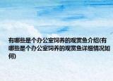 有哪些是個(gè)辦公室飼養(yǎng)的觀賞魚介紹(有哪些是個(gè)辦公室飼養(yǎng)的觀賞魚詳細(xì)情況如何)