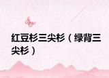 紅豆杉三尖杉（綠背三尖杉）