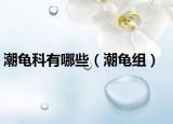 潮龜科有哪些（潮龜組）