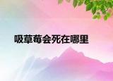 吸草莓會死在哪里