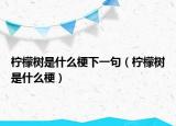 檸檬樹是什么梗下一句（檸檬樹是什么梗）