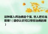 這種草入藥治病是個(gè)寶, 世人把它當(dāng)惡草!（請(qǐng)你認(rèn)識(shí)可以幫你治病的草）