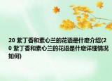 20?紫丁香和素心蘭的花語是什麼介紹(20?紫丁香和素心蘭的花語是什麼詳細(xì)情況如何)