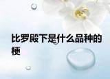 比羅殿下是什么品種的梗