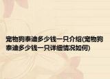 寵物狗泰迪多少錢一只介紹(寵物狗泰迪多少錢一只詳細(xì)情況如何)