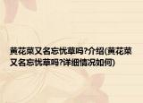 黃花菜又名忘憂草嗎?介紹(黃花菜又名忘憂草嗎?詳細情況如何)