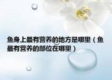 魚身上最有營養(yǎng)的地方是哪里（魚最有營養(yǎng)的部位在哪里）