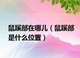鼠蹊部在哪兒（鼠蹊部是什么位置）