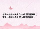 草魚一年能長多大 怎么喂才長得快些（草魚一年能長多大 怎么喂才長得快）