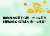 用啤酒澆綠蘿多久澆一次（綠蘿可以澆啤酒嗎 綠蘿多久澆一次啤酒）