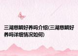 三湖慈鯛好養(yǎng)嗎介紹(三湖慈鯛好養(yǎng)嗎詳細(xì)情況如何)