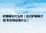 驢蹄草長(zhǎng)什么樣（北川驢蹄草介紹 形態(tài)特征有什么）