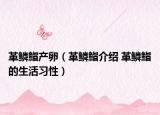 革鱗鮨產(chǎn)卵（革鱗鮨介紹 革鱗鮨的生活習(xí)性）