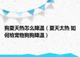 狗夏天熱怎么降溫（夏天太熱 如何給寵物狗狗降溫）