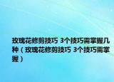 玫瑰花修剪技巧 3個技巧需掌握幾種（玫瑰花修剪技巧 3個技巧需掌握）
