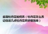 盆栽牡丹花如何養(yǎng)（牡丹花怎么養(yǎng) 記住這幾點(diǎn)牡丹花養(yǎng)好很簡單）