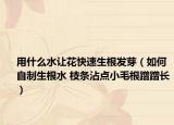 用什么水讓花快速生根發(fā)芽（如何自制生根水 枝條沾點小毛根蹭蹭長）